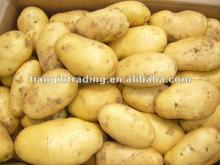 2012 new crop fresh potato
