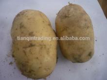  Yellow  Potato Price in China,