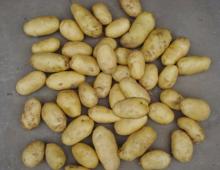 2014 New Fresh Potato, Potato Price