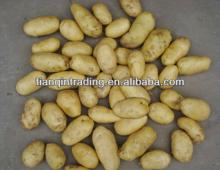 2012 new potatoes