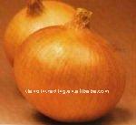 big yellow onion