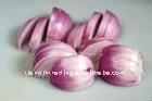 fresh red onion exporter