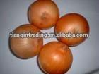 red onion exporter