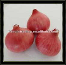 Sweet Red Onion