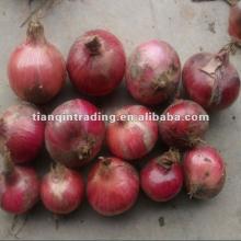 Chinese Onion