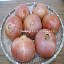 Red Onion 2012 Crop