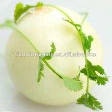 yellow onion factory
