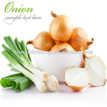Fresh Onion 2012 Crop