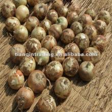 New Fresh Yellow Onion