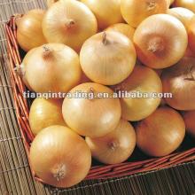 2012 new crop fresh onion