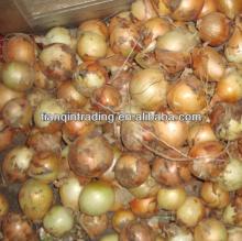 2012 yellow onion for sale