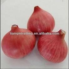 small size onion