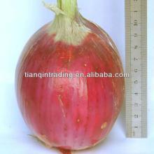 big size onion