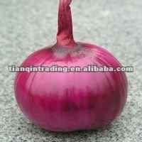 2012 new crop fresh red onion