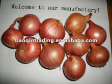 fresh small size red onion