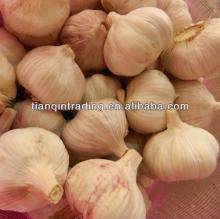 2013 fresh garlic supplier