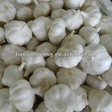 2013 new fresh white garlic