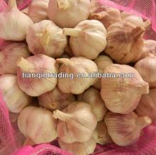  fresh   red   normal  white  garlic 