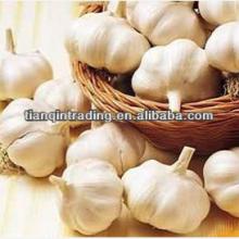 5cm fresh garlic price crop 2012
