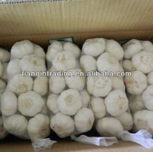 2013 china normal white garlic price