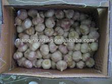2012 chinese normal white garlic price