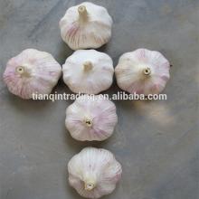 Alho/Ajo/Garlic lowest price