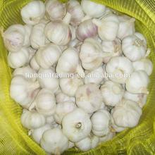 5cm fresh garlic price new crop best price
