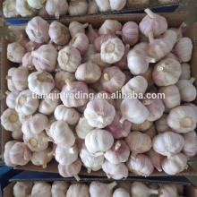 5cm garlic for oman