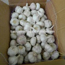 AJO/ALI/ ALHO /chinese normal white garlic price China Garlic