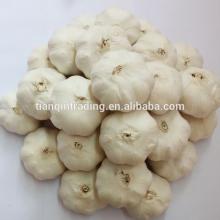 5.5cm garlic for kuwait