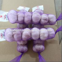 6p garlic for Algeria