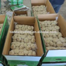 9 kg carton garlic for UAE