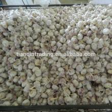normal white garlic for oman