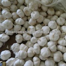 natural garlic