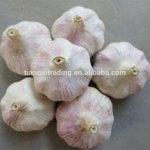 2014 fresh garlic price