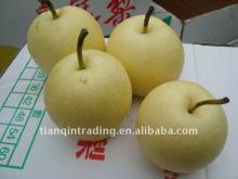 chinese crown pear