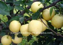 fresh golden pear