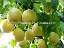 2012 new  Crown   pear  from china