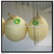 New Crop  Ya   Pear   2011 
