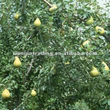 ya pear price in China