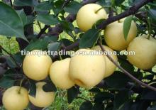 crown pear
