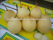 2012 China fresh ya pear
