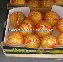 fresh  sweet / honey   pomelo 