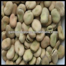 2013 New high quality broad beans