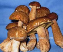 Boletus porcini mushroom for sale
