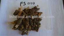Morchella mushroom