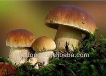 Dried,frozen,preserved Boletus mushroom