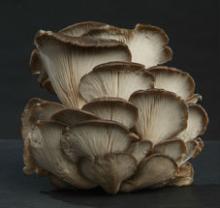  Dried   oyster   mushroom  on sale