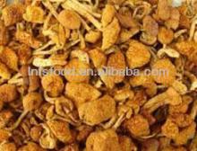 Dried wild butterscotch mushroom