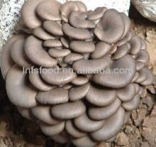 Dried wild Oyster mushrooms for sale